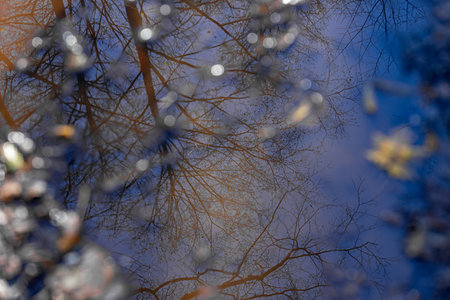 Reflection of trees in a puddle of water. Abstract background