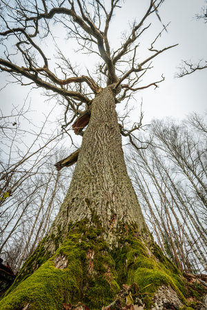 old big tree with green moss in the forest. latvia.の写真素材