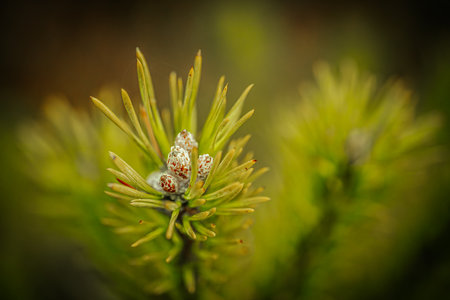 Pine tree branch with young cones on blurred background, closeupの写真素材
