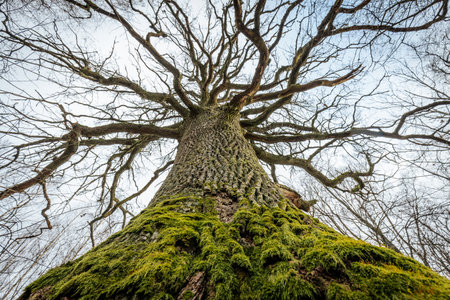old big tree with green moss in the forest. perspective in winterの写真素材