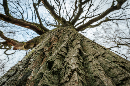 Old big tree in the forest. Spring time. Natural background.の写真素材
