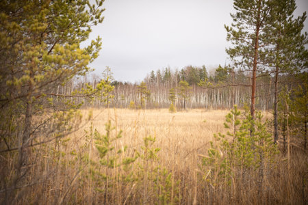 Beautiful autumn landscape in the swamp with tall grass and pine treesの写真素材