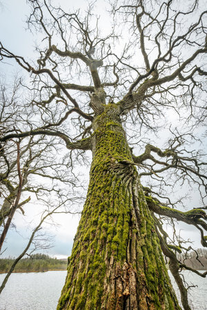 Old oak tree with green moss on the trunk against the blue skyの写真素材