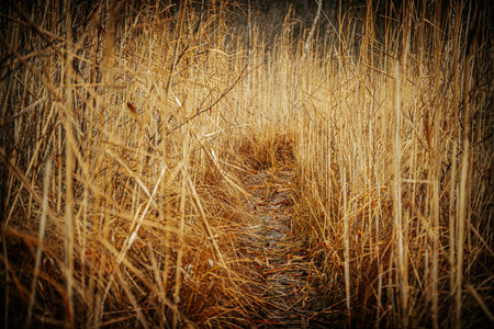 Autumn landscape. A path in the reed. Toned.