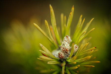 Close-up of a pine tree branch with cones, selective focusの写真素材