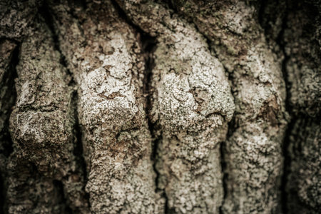 Close up of old tree bark texture background. Vintage tone filter effect color style.の写真素材