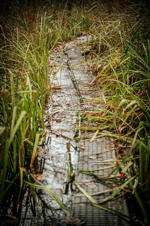 Wooden path in the swamp with grass and reflections in the waterの写真素材
