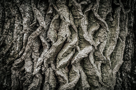 Old tree bark texture. Abstract background and texture for design. Toned.の写真素材