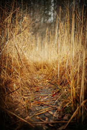 Autumn landscape with a footpath through the dry grass in the parkの写真素材