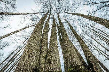 Tall trees in the forest, view from below into the skyの写真素材