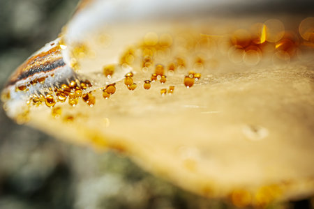 Close-up of a honeycomb with bee pollen. Macro.の写真素材