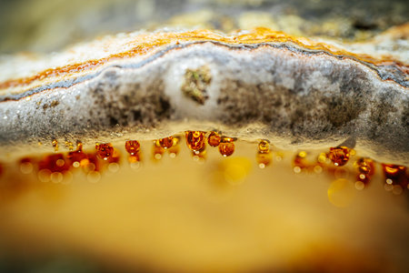 Close-up of a fungus growing on the surface of the waterの写真素材
