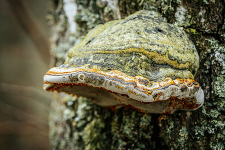 Trametes versicolor (Trametes versicolor) on a tree