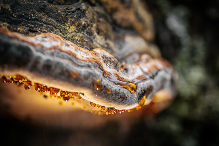 Close up of a yellow tinder fungus growing on a tree trunk