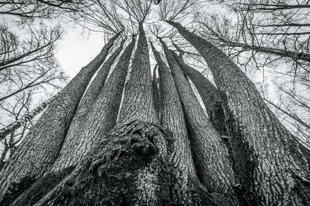 Old big trees in the forest. Black and white photo. Shallow depth of field.