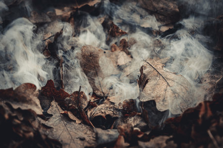 Dry leaves and smoke in the autumn forest. Selective focus.の写真素材