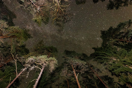 A view of the Milky Way over the forest at night with stars.