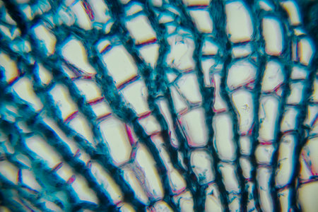 Close-up of plant tissue under microscope, highlighting detailed cellular patterns and vibrant colors, illustrating the beauty of nature's design and complexityの写真素材