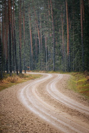 Curving dirt road surrounded by towering pine trees creates a peaceful atmosphere in a lush forest, inviting adventure and exploration in nature's embraceの写真素材