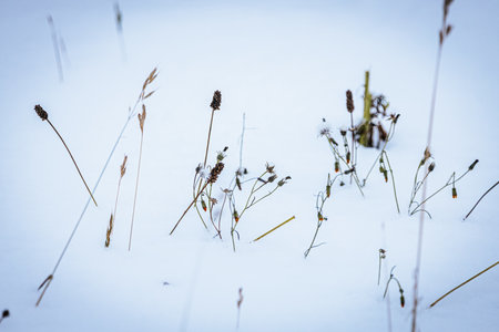 Delicate grasses and wildflowers emerge from a snowy landscape, creating a peaceful winter scene with soft textures and a calm ambianceの写真素材