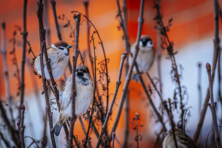 Small birds are resting on thin branches, with a soft focus background of warm hues, creating a tranquil atmosphere in a natural settingの写真素材