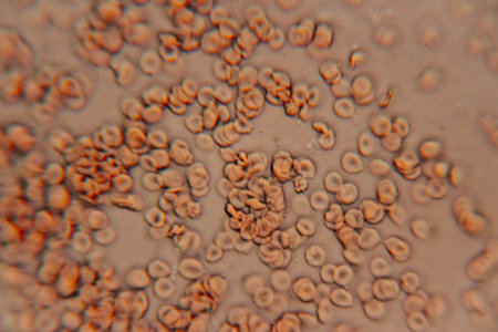 Close-up of red blood cells under a microscope, revealing their distinct shapes and textures, emphasizing the biological significance of these vital components in human healthの写真素材