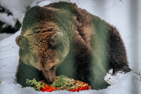Ligatne, Latvia - January 11, 2026: Grizzly bear is feasting on vegetables in the snow, highlighting...