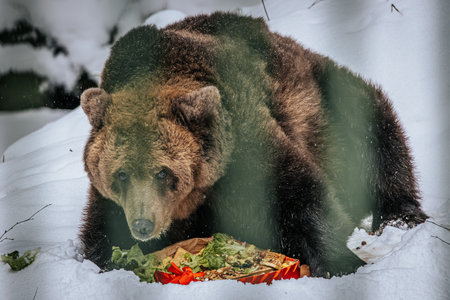 Ligatne, Latvia - January 11, 2026: Grizzly bear is foraging in snowy environment, enjoying a meal of fresh vegetables, highlighting wildlife interaction with natureのeditorial素材