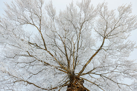 Frosted tree branches are seen from a low angle, displaying detailed ice formations against a light sky in a serene winter settingの写真素材