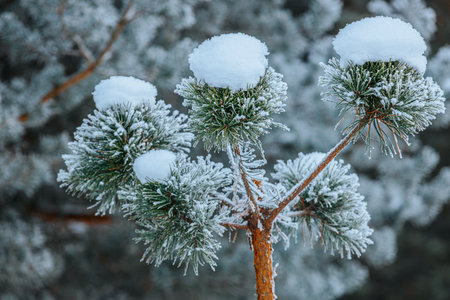 Pine tree branches adorned with fresh snow and frost, highlighting the serene beauty of winter in a...