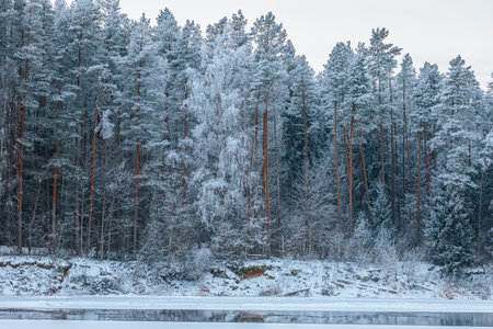 Snowy landscape featuring tall evergreen trees with frosted branches, reflected in a calm river, creating a tranquil winter sceneの写真素材