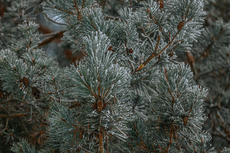 Evergreen pine branches coated in frost, highlighting the intricate details of needles and cones in...