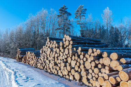 Piled logs are arranged along a snowy path in a forest, surrounded by frost-covered trees and a...
