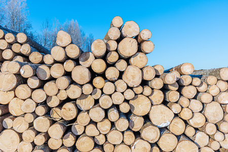 Pile of freshly cut timber logs arranged neatly, displaying circular cross-sections and natural wood...