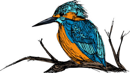 Bird kingfisher on a branch. Vector illustration.のイラスト素材