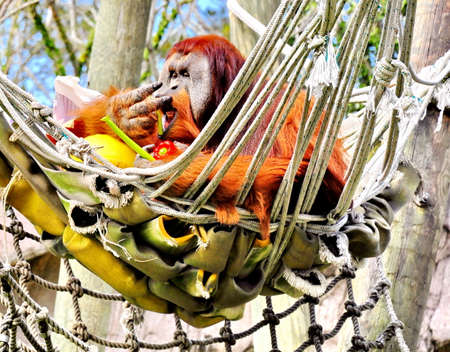 Orangutanの写真素材