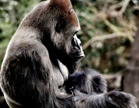 Gorillaの写真素材