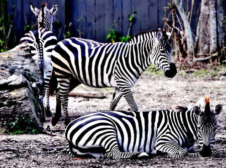 Zebrasの写真素材