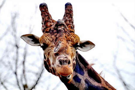 Giraffeの写真素材