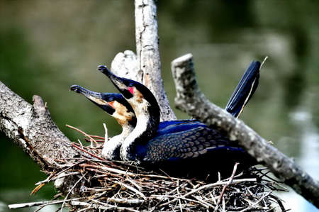 Birdsの写真素材