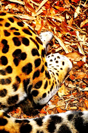 leopard Feet