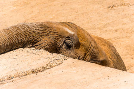 Face close-up of an elephant living in captivity.の写真素材