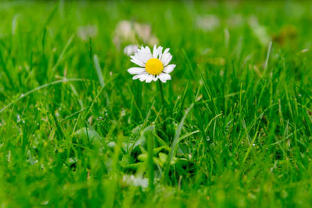 Little Daisyの写真素材
