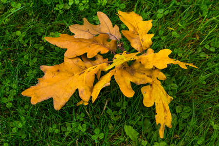 Bunch of yellow dried oak leaves on green fresh grass with some raindrops, daytime scene with...