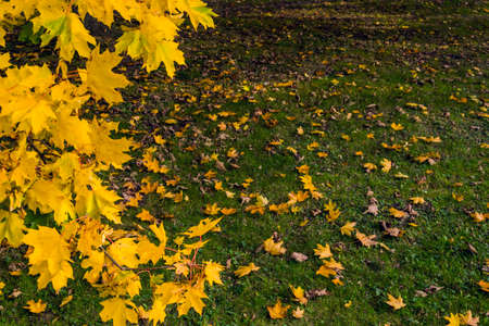 Autumn abstract natural daylight scene with a lot of yellow and orange maple leaves lying in quiet green grass.の写真素材