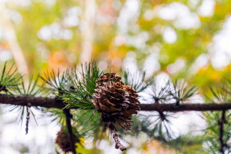 Pine branch with cones shot in the forest with bokeh effect and autumn yellow tones in background.の写真素材