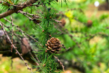 Pine branch with cones shot in the forest with bokeh effect and autumn yellow tones in background.の写真素材