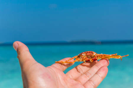 Hand of a caucasian male holding a funny colored crab in the hand in front of turquoise water, white sand beach and water villas.の写真素材