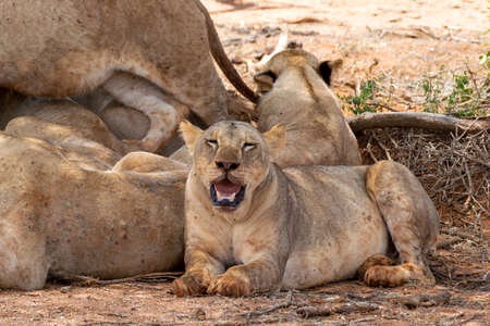 Many young lions resting on the ground in the Savannah after an energy consuming hunting sessionの写真素材