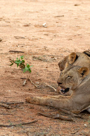 Many young lions resting in the Savannah after huntingの写真素材